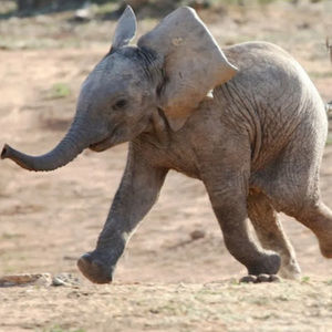 Meet your Posher, Chelsea